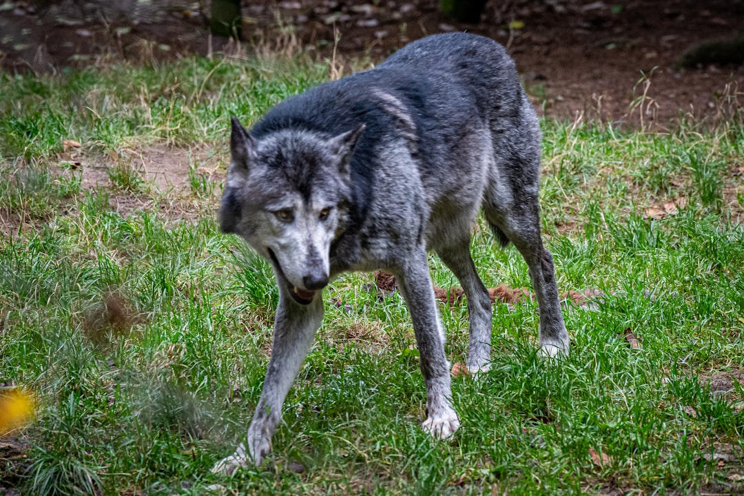 Gray Wolf