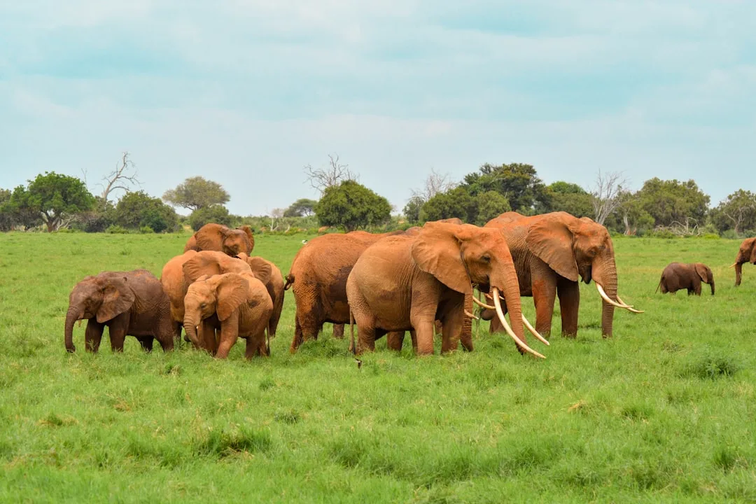 African Bush Elephant