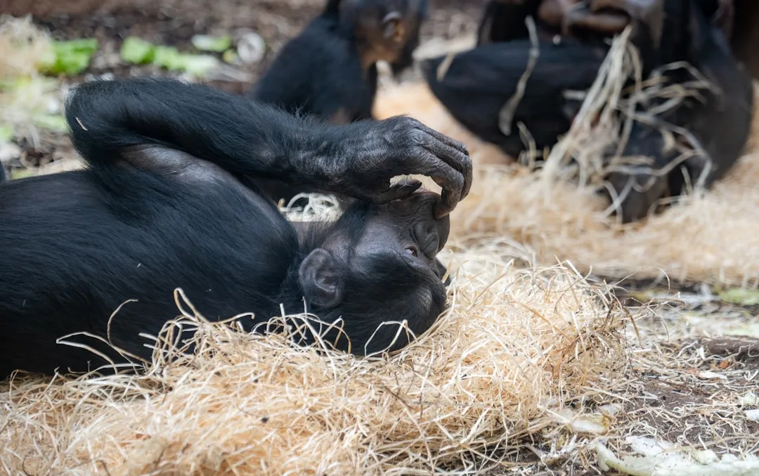 Chimpanzee