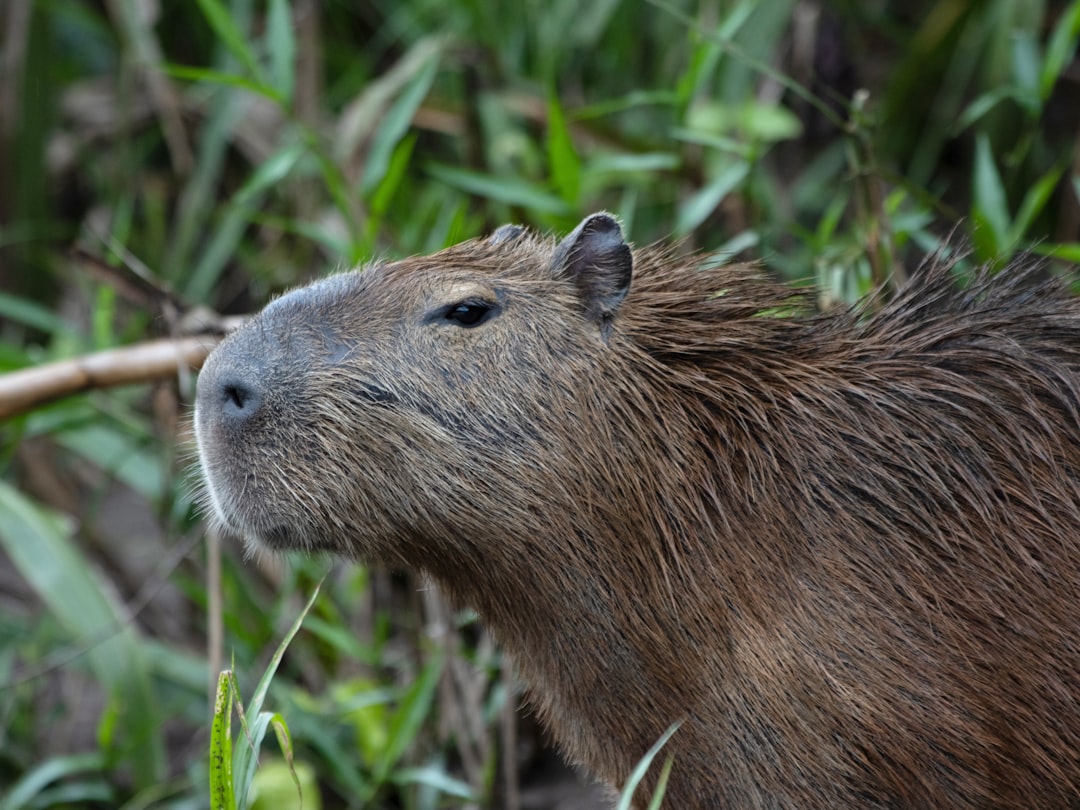 Capybara