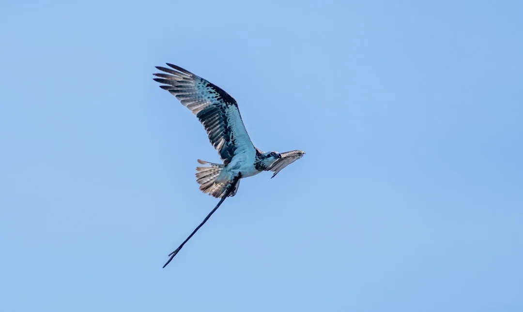 Osprey: The Raptor That Dives for Fish and Lives on Every...
