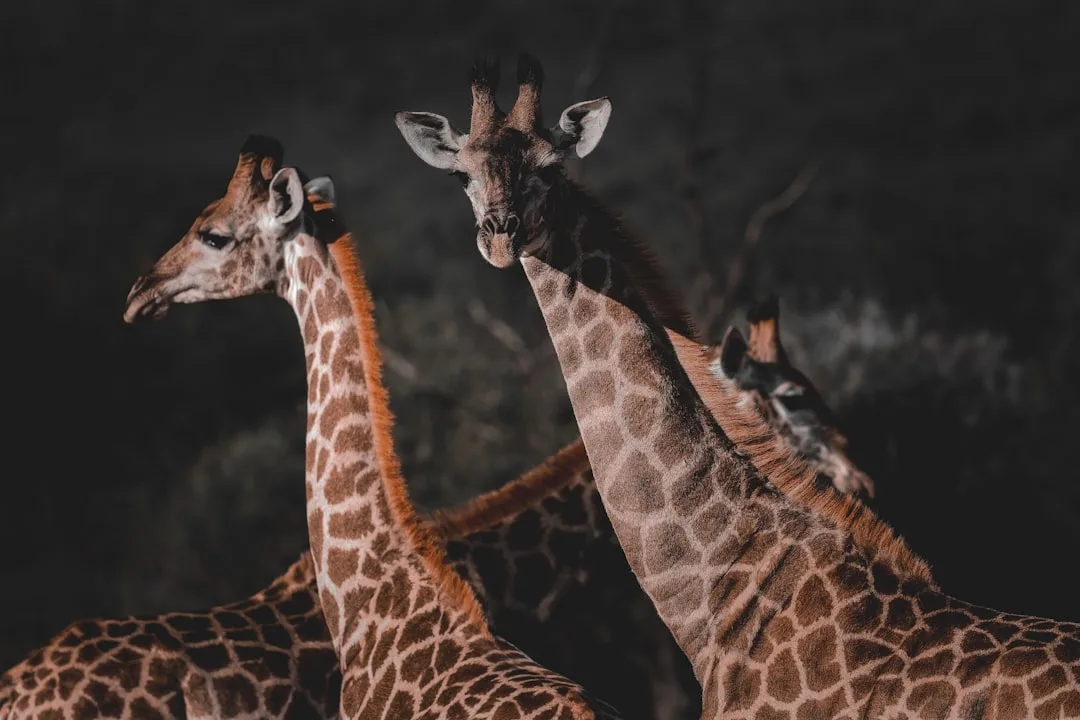 Giraffe: Anatomy and Habitat Insights