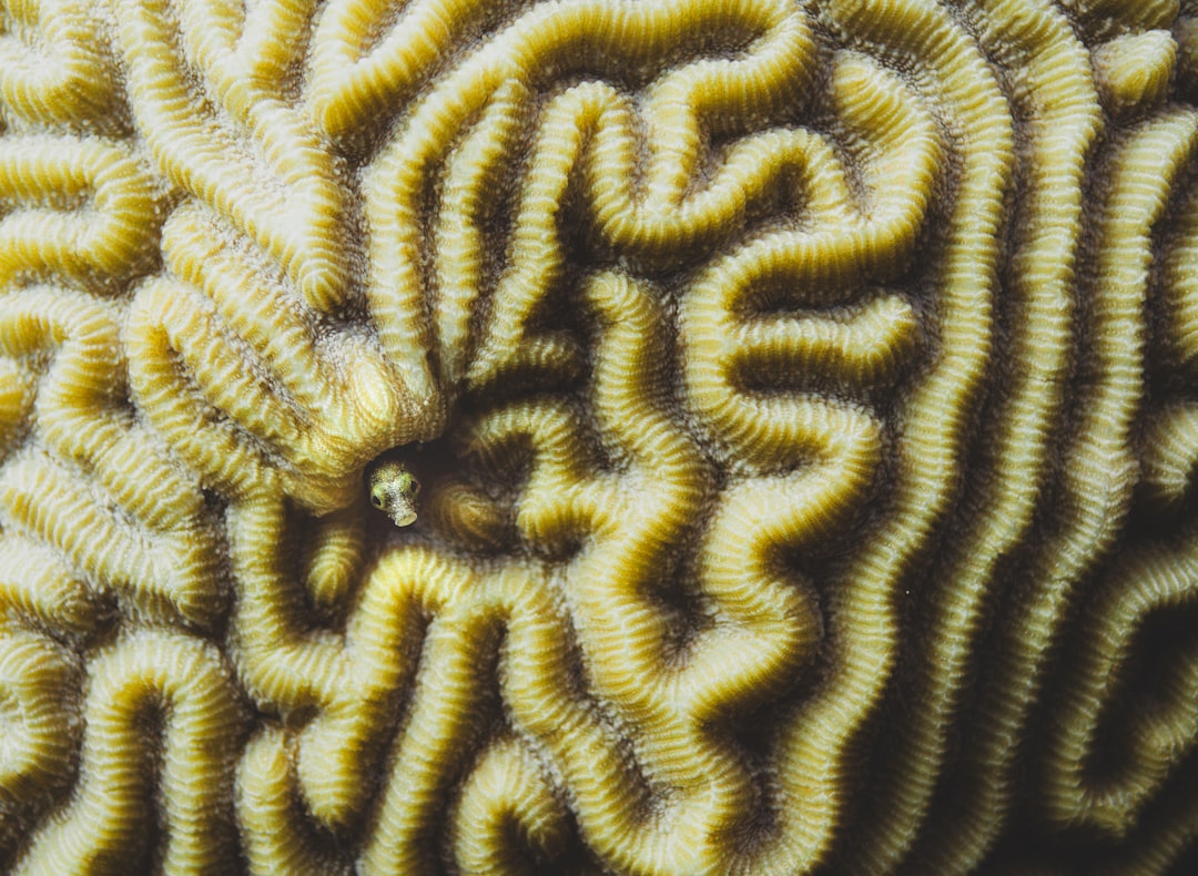 Brain Coral