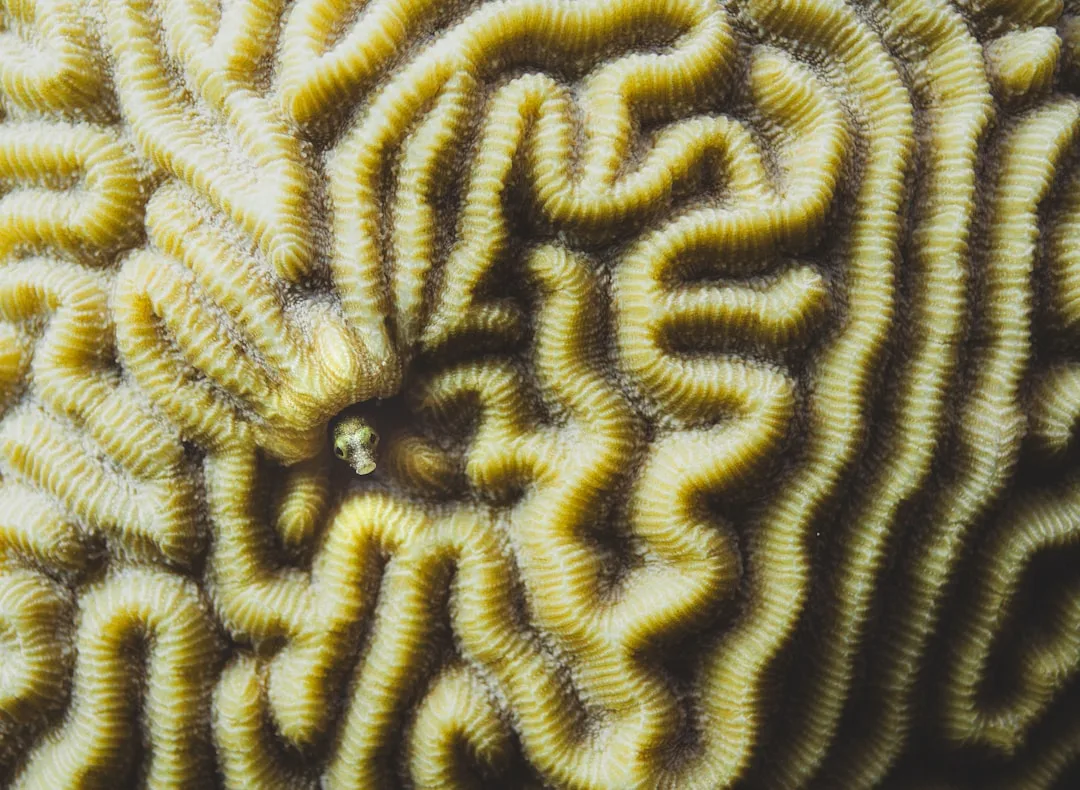 Brain Coral: Insights into the Coral Reef Ecosystem