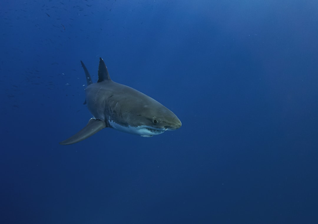 Great White Shark