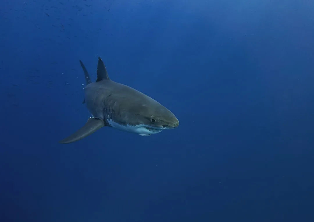 Great White Shark