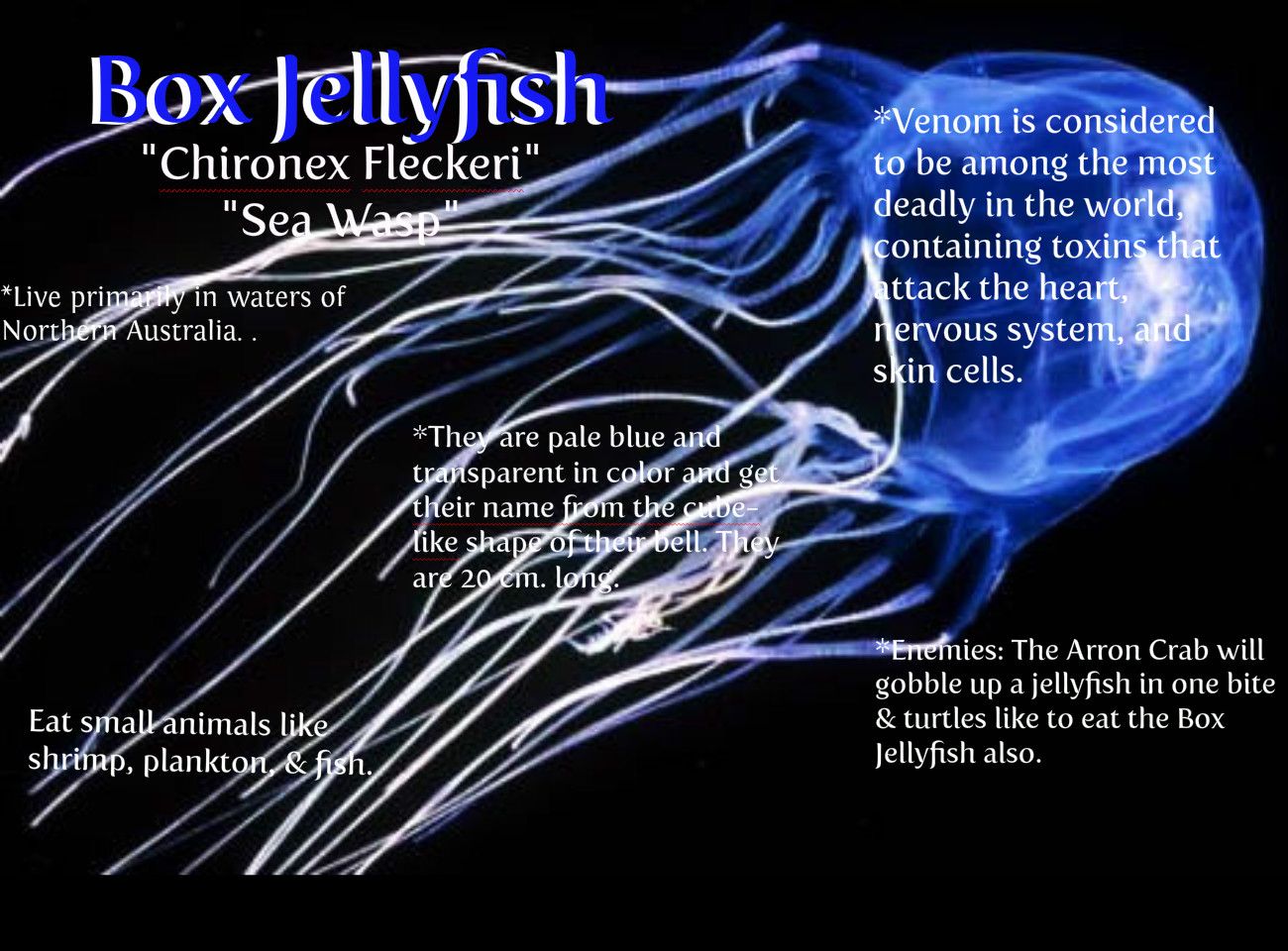 All About the Box Jellyfish