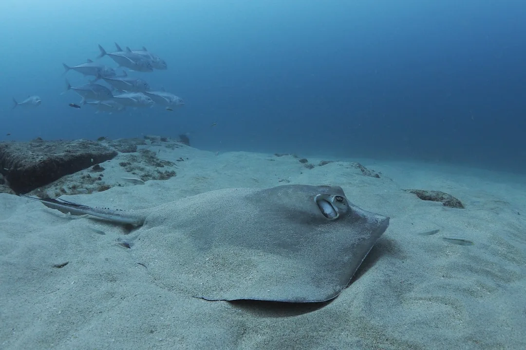 Giant Oceanic Manta Ray