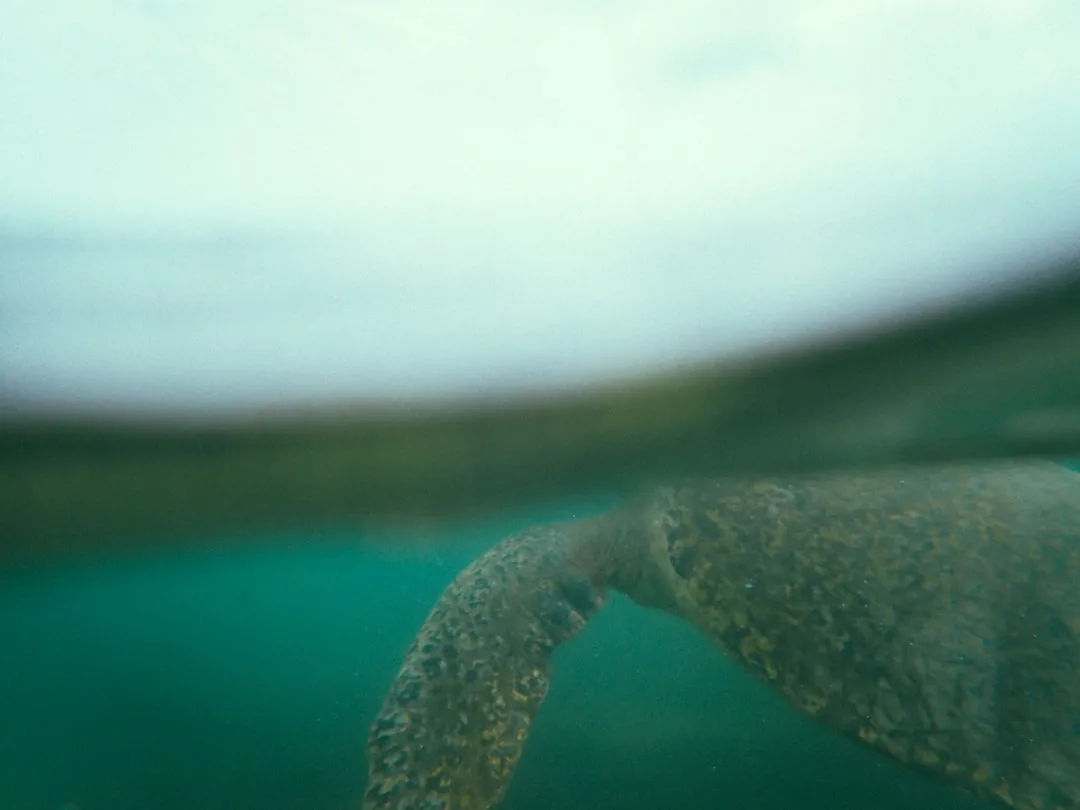 Leatherback Sea Turtle