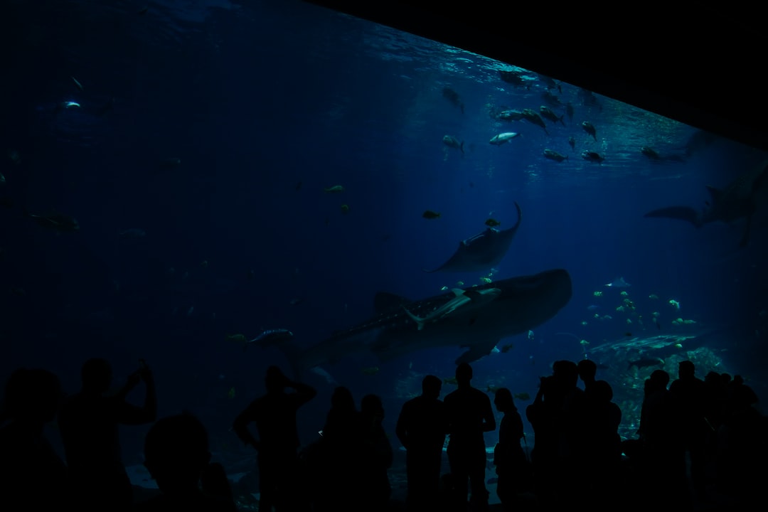 Whale Shark