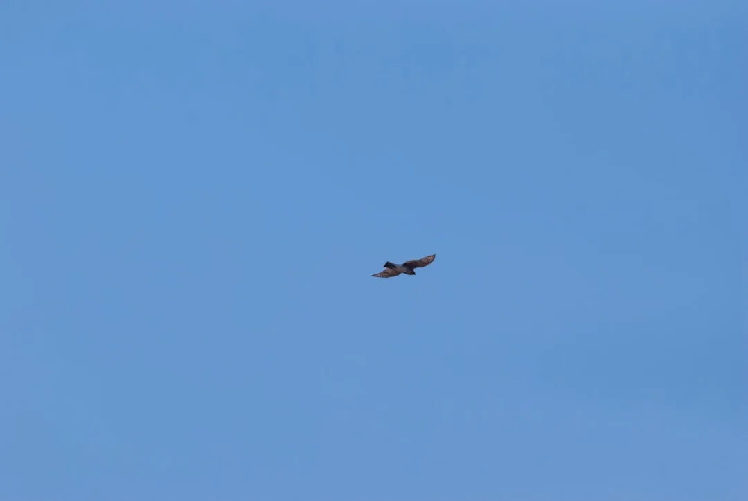 Peregrine Falcon: The Fastest Animal on Earth at 390 km/h