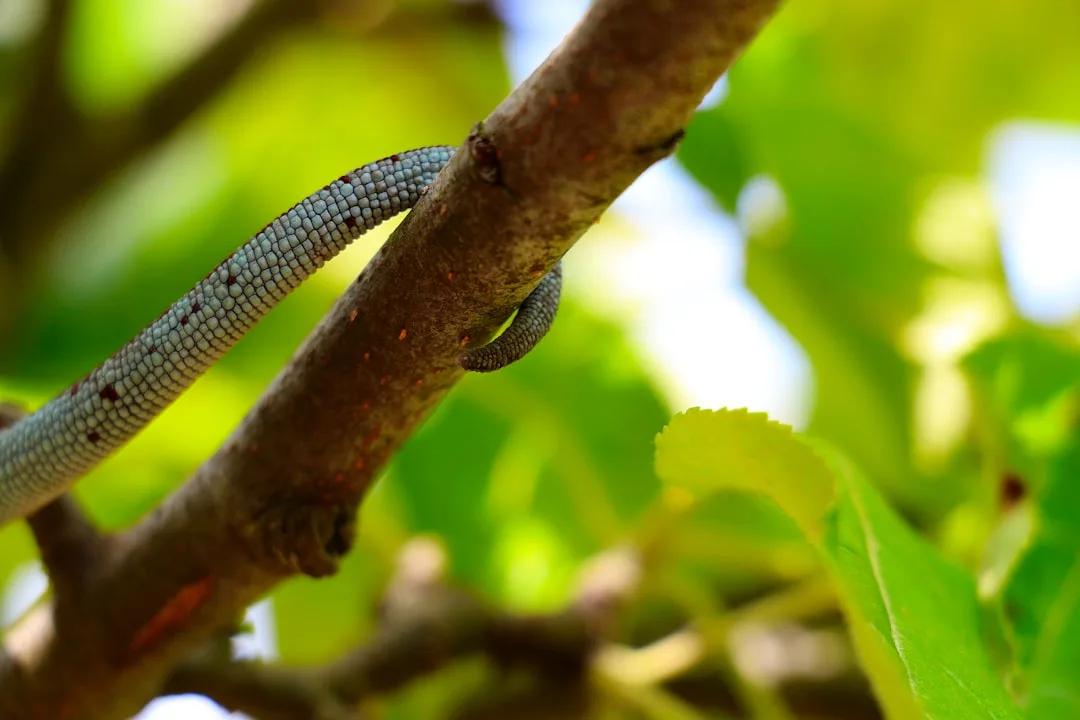 Panther Chameleon