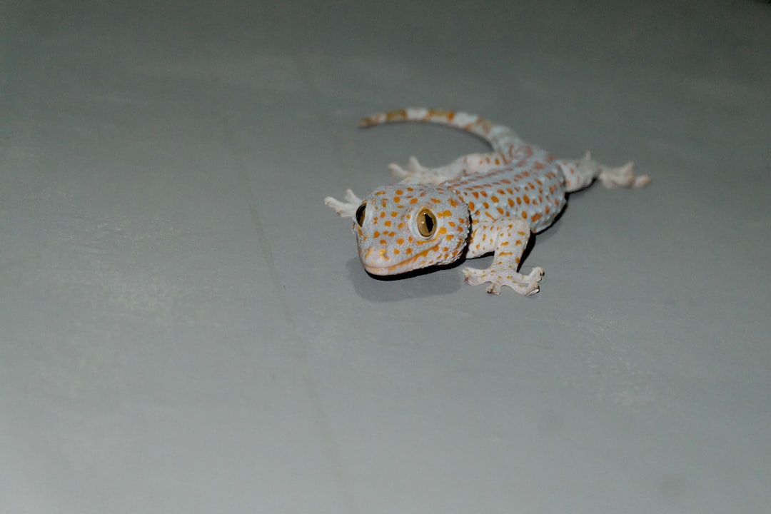 Tokay Gecko