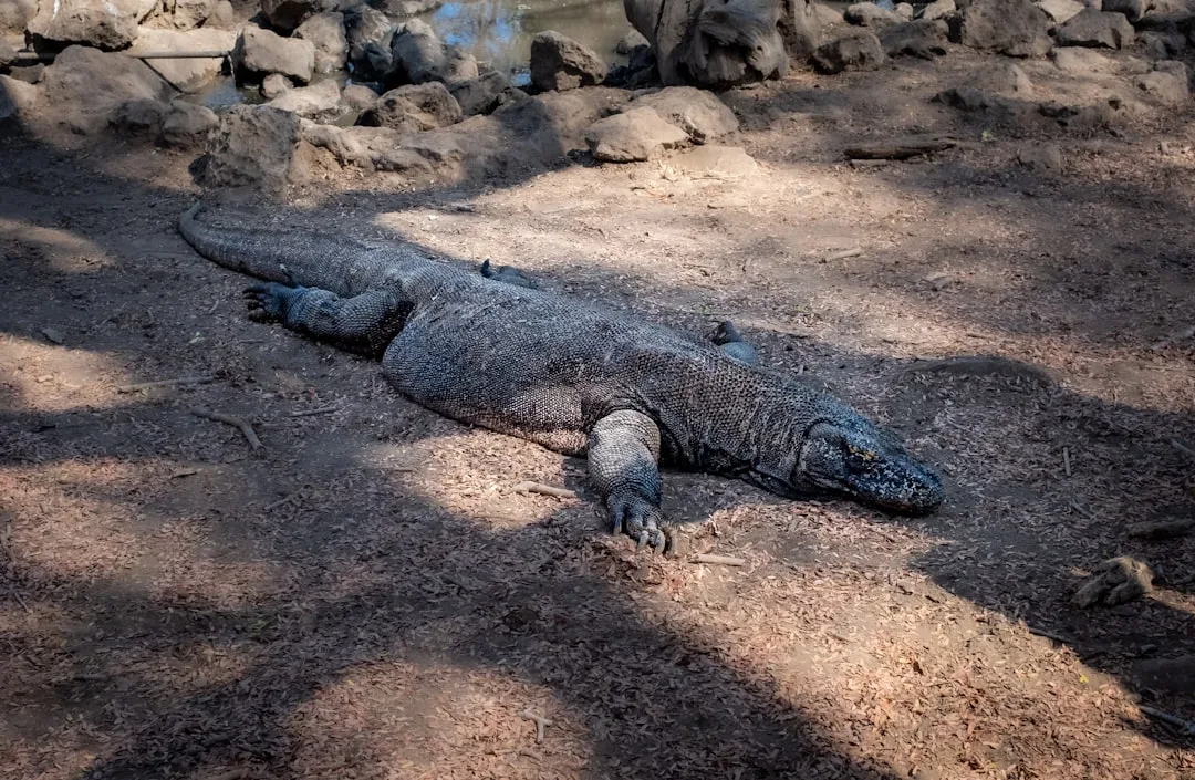 Komodo Dragon