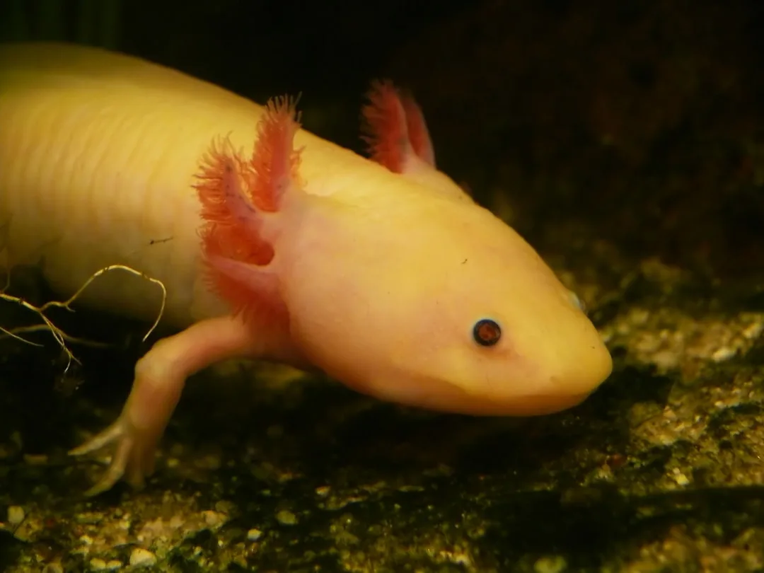 Axolotl: Biology and Unmatched Regeneration