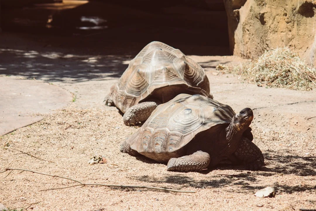 Galapagos Tortoise