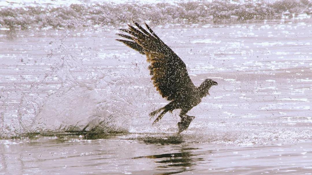 Raptors: The Apex Predators of the Sky