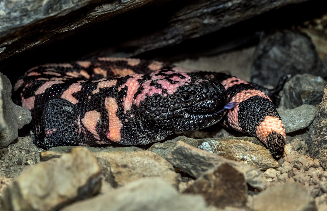 Gila Monster