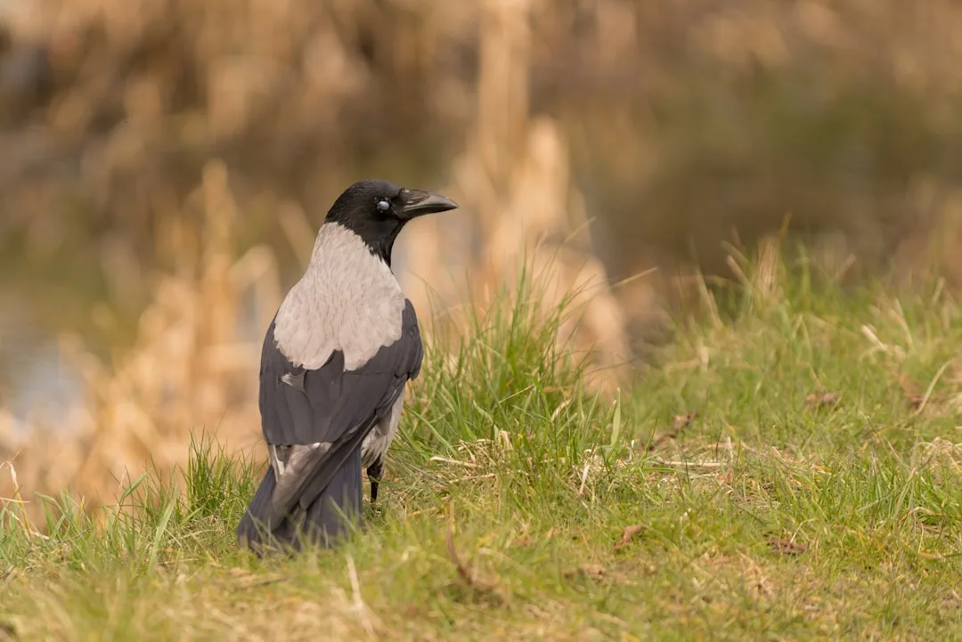 Eurasian Magpie