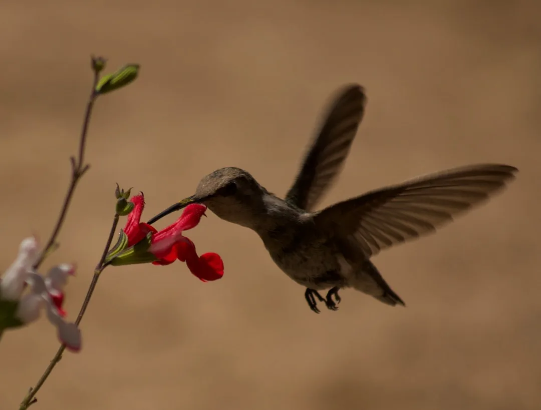 Bee Hummingbird