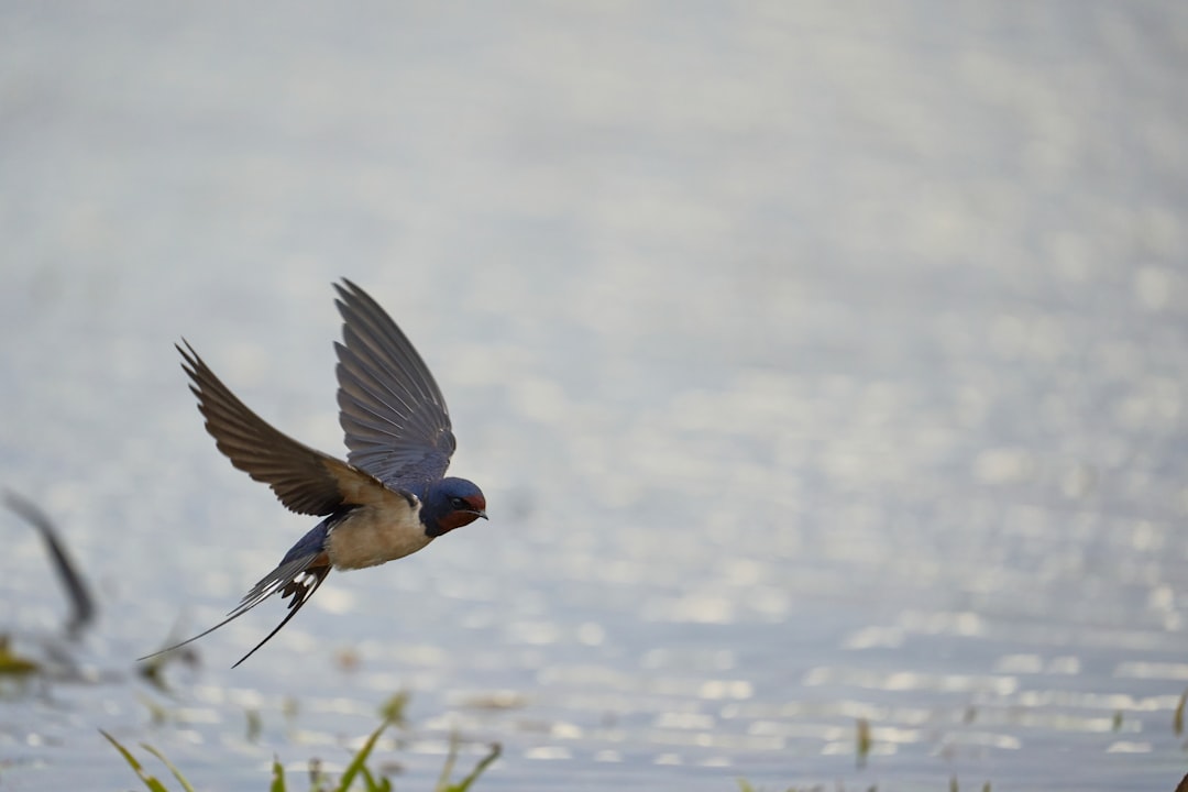 Barn Swallow