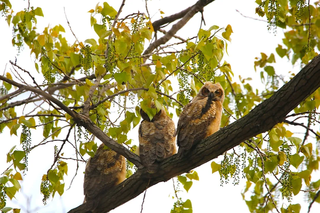 Great Horned Owl
