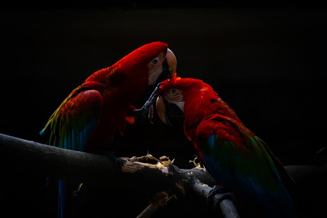Scarlet Macaw