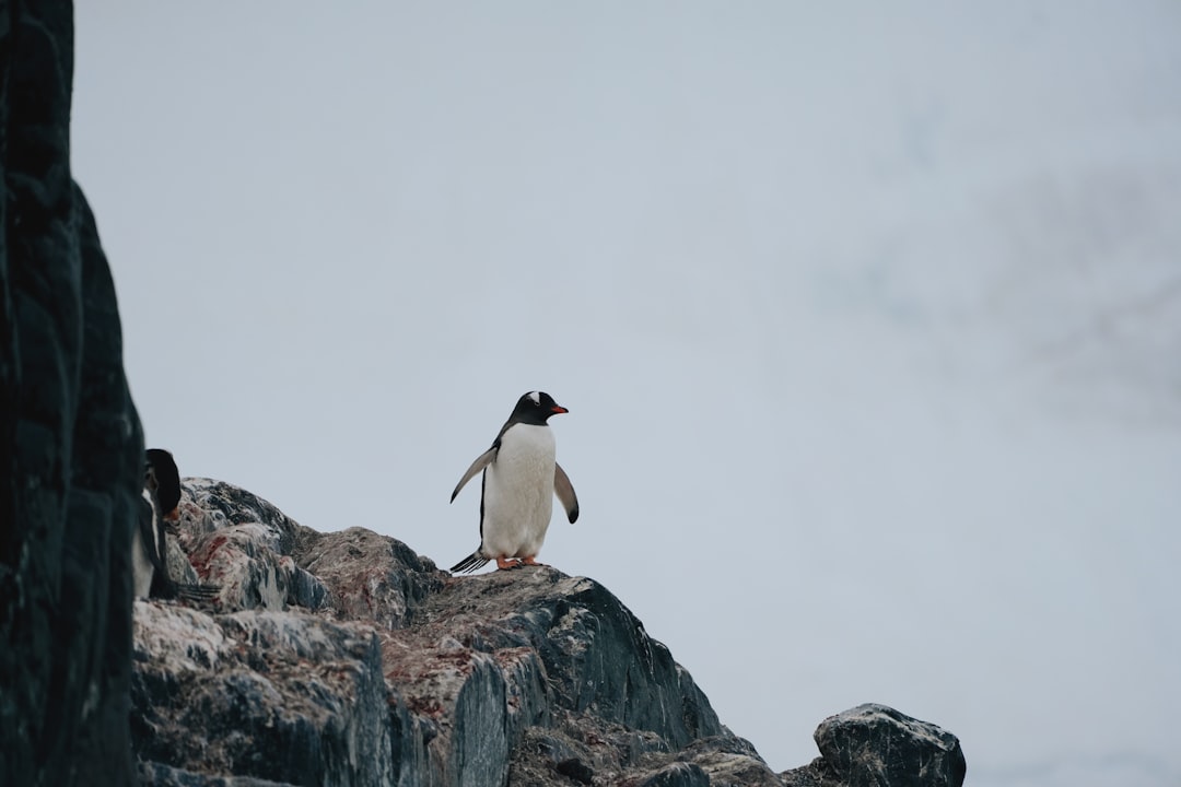Gentoo Penguin