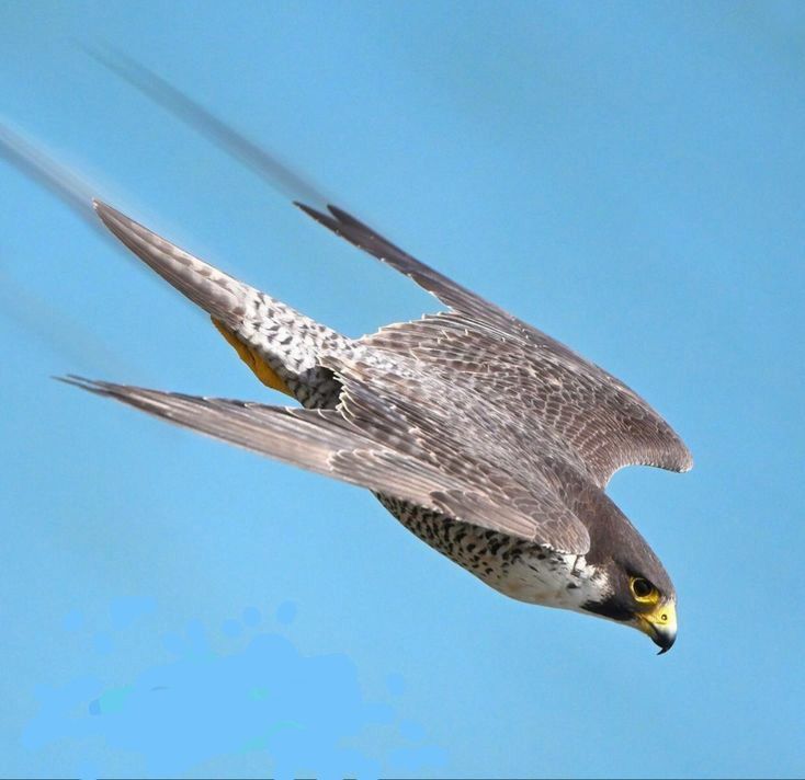 Peregrine Falcon
