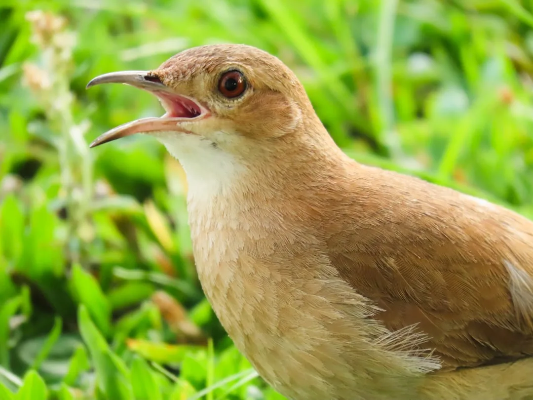 Common Nightingale