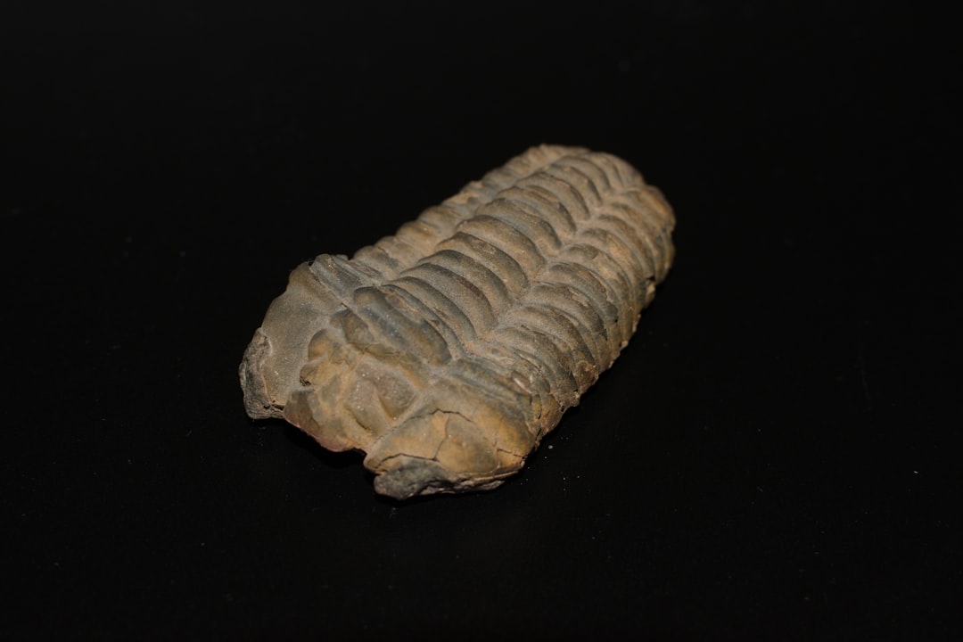 Trilobite