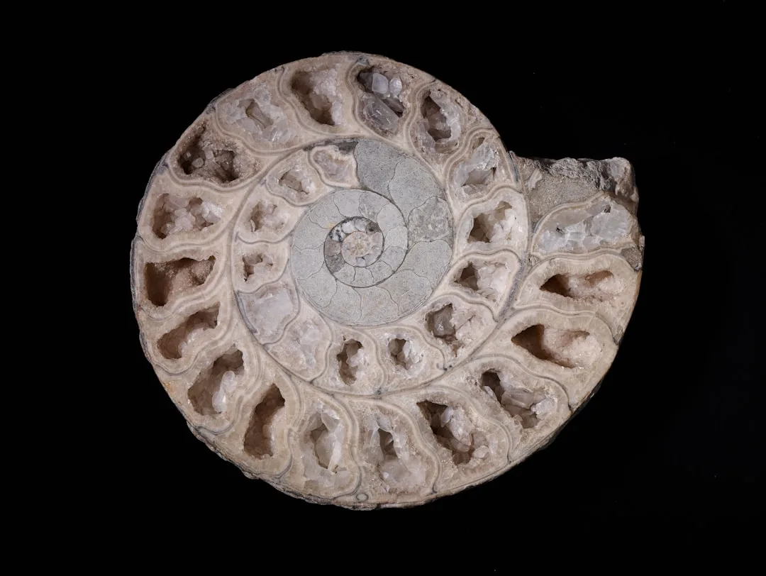 Ammonite