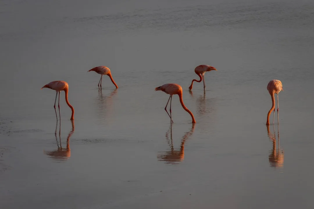 Waterbirds: Flamingos, Herons, and the Masters of Wetlands