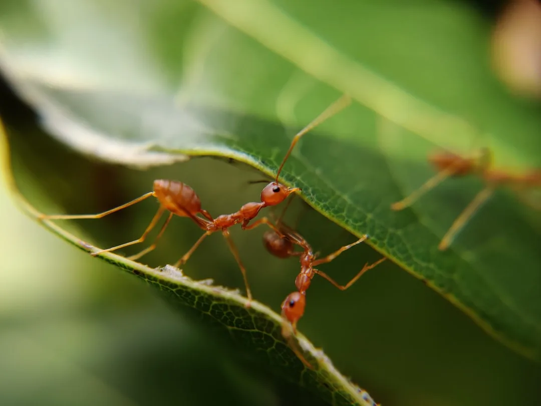 Red Imported Fire Ant