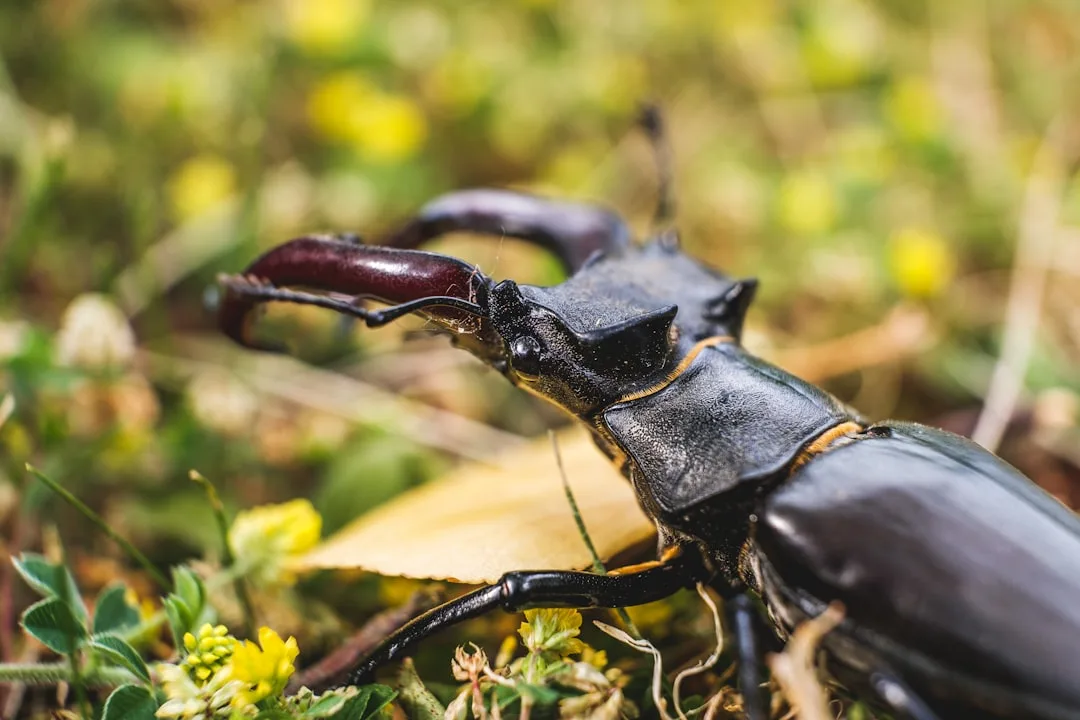 European Stag Beetle Explained