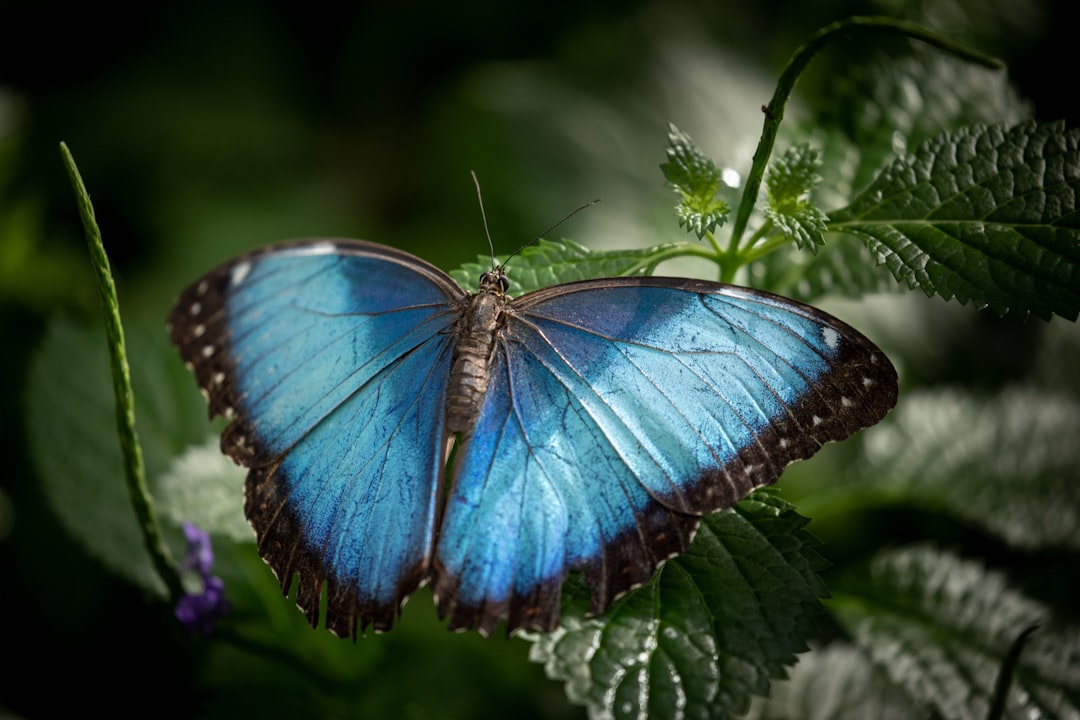 Blue Morpho Butterfly