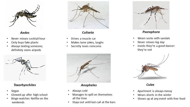 A Complete Overview of Mosquitoes