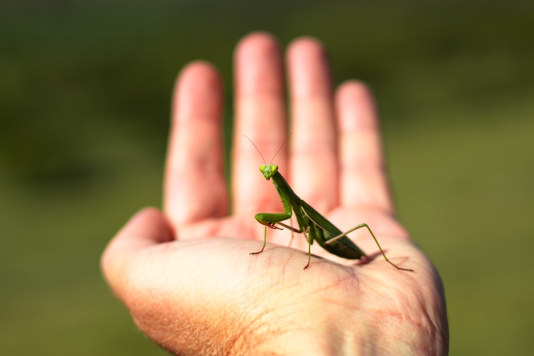 Praying Mantis