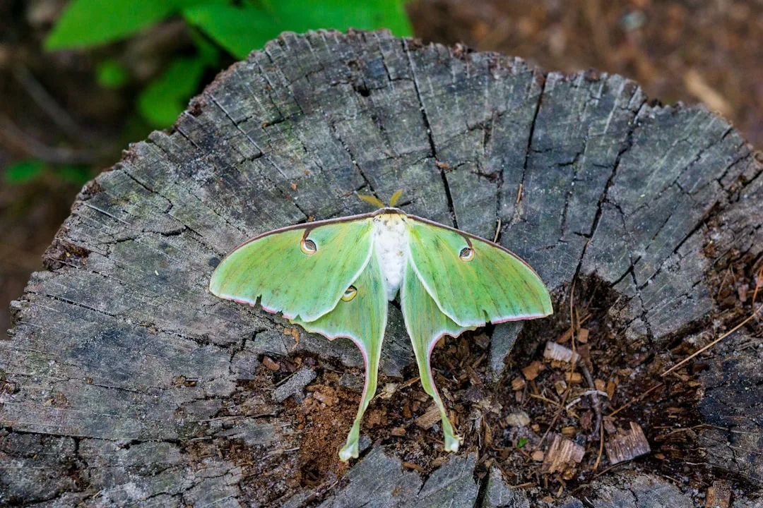 Luna Moth