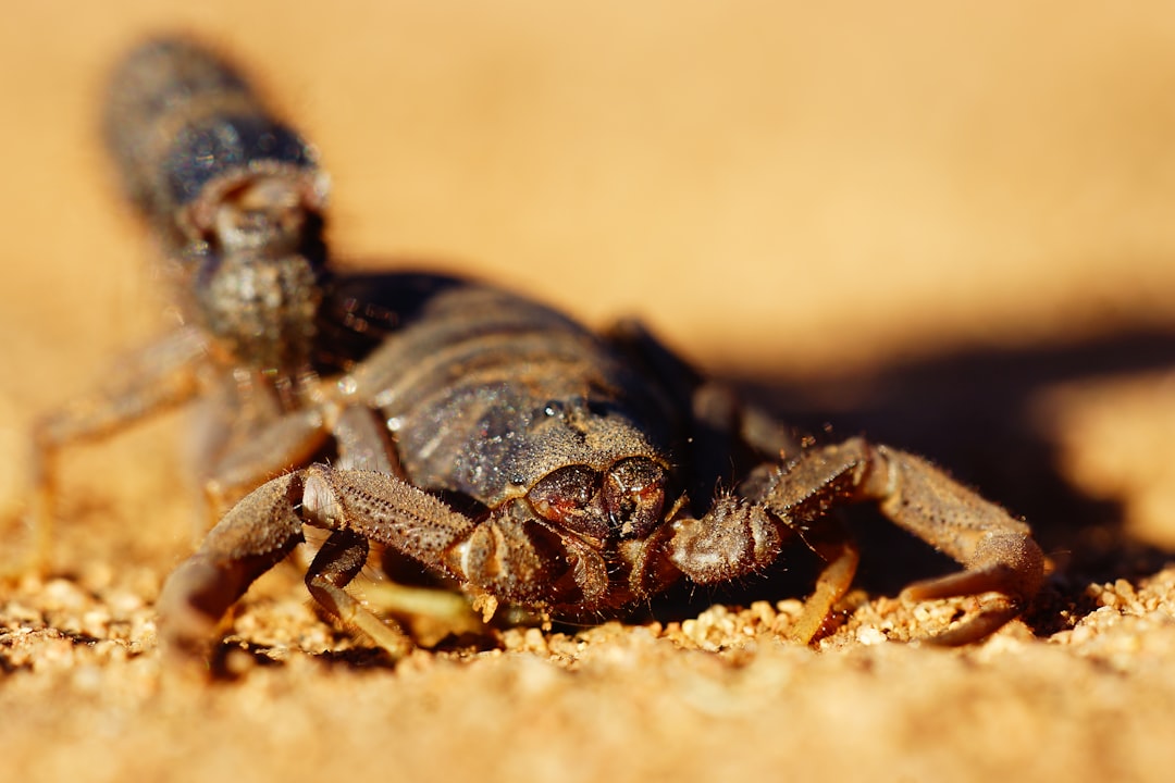 Deathstalker Scorpion