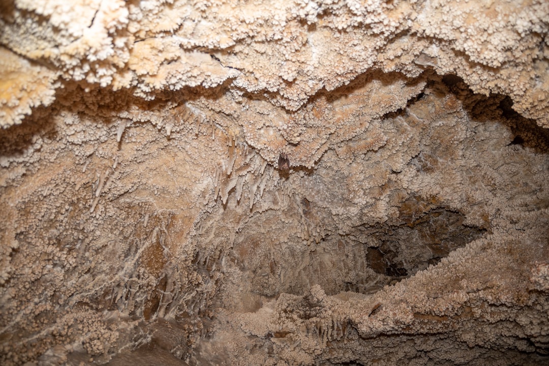 Formosan Subterranean Termite