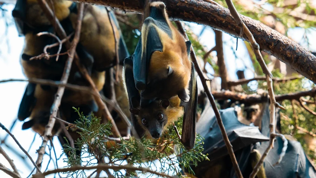 Fruit Bat