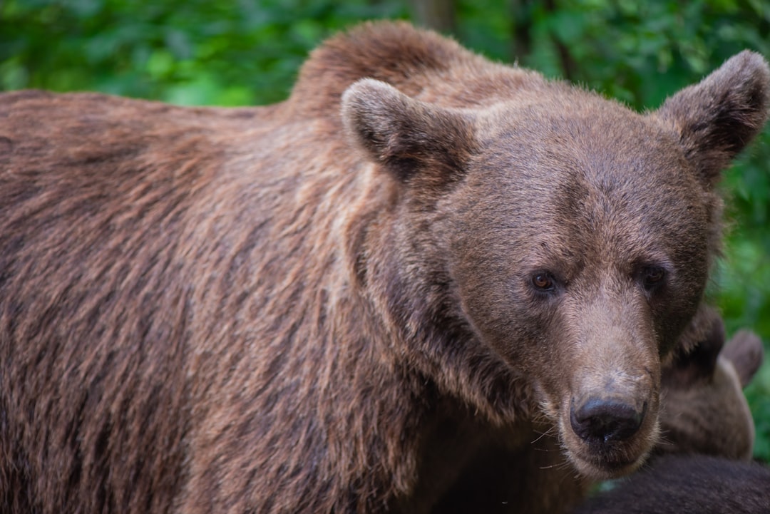 Brown Bear