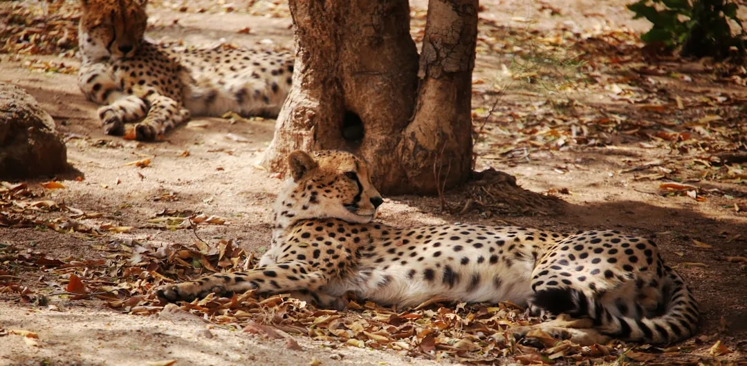 Cheetah