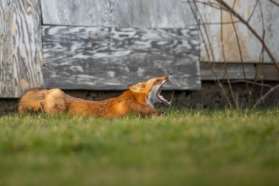 Red Fox