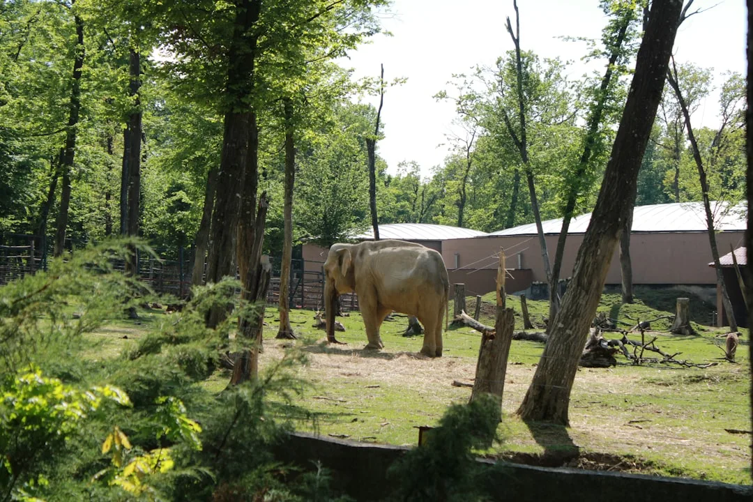 Asian Elephant