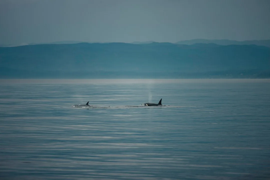 Orca (Killer Whale)