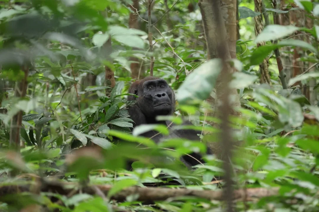 Mountain Gorilla