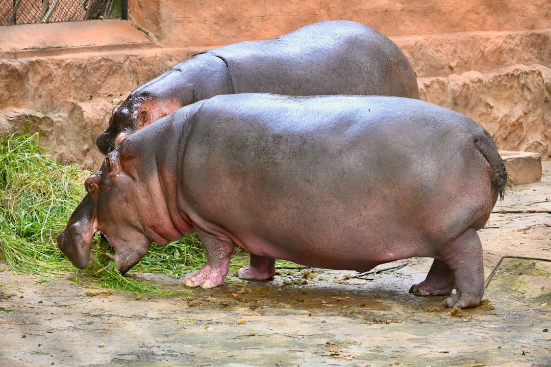 Hippopotamus