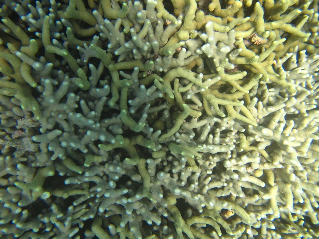 Staghorn Coral
